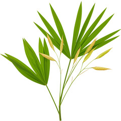 Obraz premium Tropical palm tree leaves and stems with green and yellow foliage isolated on transparent background transparent background