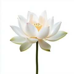 Fototapeta premium White Lotus Flower Isolated on White Background