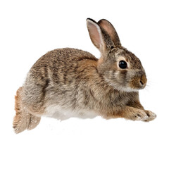 Obraz premium PNG of A brown rabbit leaping gracefully.