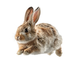 Obraz premium PNG of A cute brown rabbit leaps playfully in mid-air.