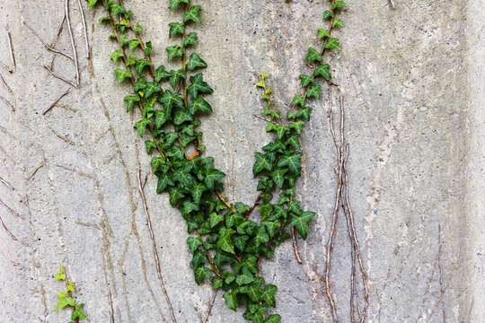 Green ivy climbing a gray cement wall