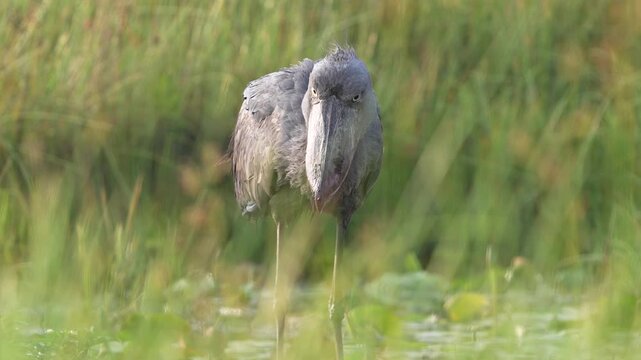 A Shoebill (Balaeniceps rex) successfully hunting and eating in the shallow waters of Mabamba Swamp, Uganda