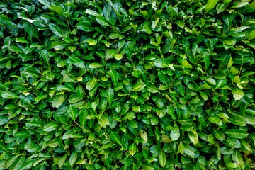 Fototapete Rund Grün Close-up of a lush green coniferous hedge texture. Dense evergreen shrub wall, perfect for natural background, landscape design, or gardening backdrop. Natural organic foliage texture.  © Gun