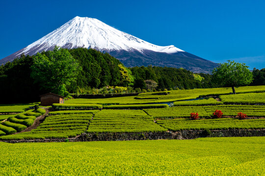 日本の象徴・富士山の写真画像