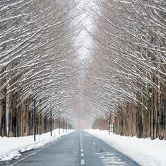 滋賀 メタセコイア並木の雪景色
