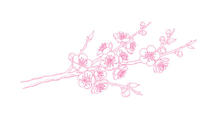 Apricot blossoms, an arrangement of beautiful branches rendered in a graceful thin line. The outline of Japanese sakura flowers. A hand-drawn sketch of a cherry or plum blossom branch. Vector