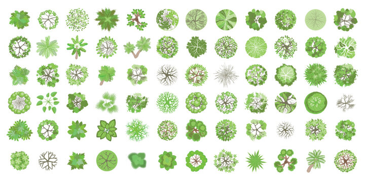 Trees top view. Different plants and trees vector set for architectural or landscape design. (View from above) Nature green spaces. Aerial.
