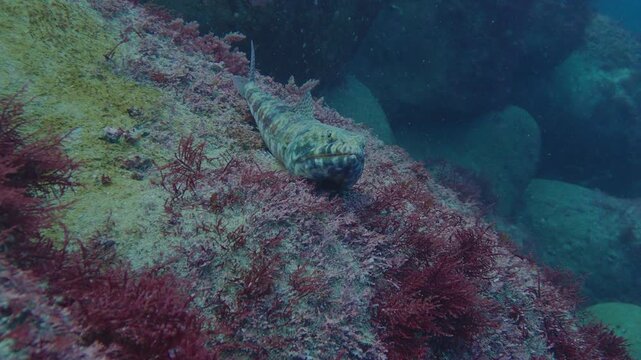 岩場に静止するエソ