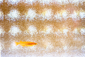 水槽の中のメダカ