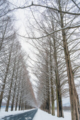 滋賀 メタセコイア並木の雪景色