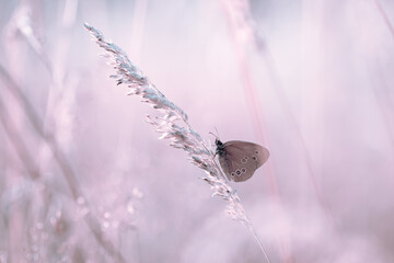 Brown butterfly (Aphantopus hyperantus) on a summer meadow. The beauty of nature and wild life   © anettastar