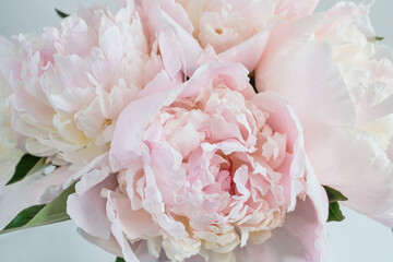 Delicate pink peony flowers showcasing soft petals and natural beauty