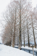 滋賀 メタセコイア並木の雪景色