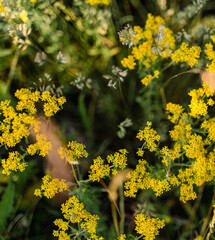 Fototapeta premium Patrinia Scabiosifolia Yellow Wildflower in Summer Meadow