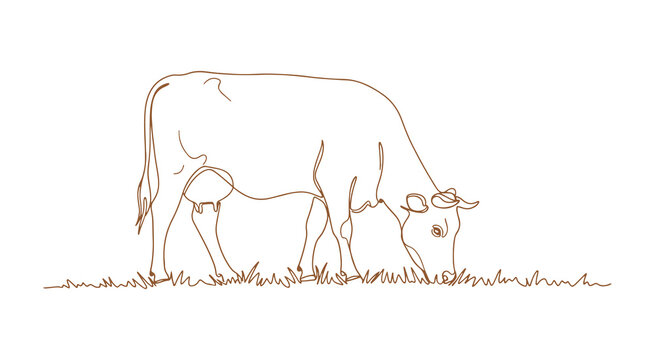 A continuous line art drawing of a cow in a pasture. This minimalist sketch features a colored linear representation of a grazing cow, isolated on a white background. Vector illustration.