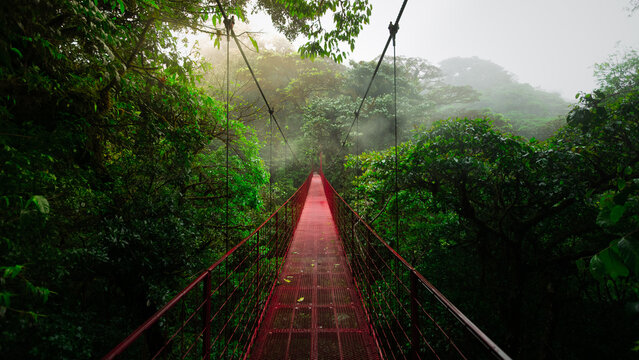 Red long suspension bridge through the treetops of Monteverde Cloud Forest Reserve in Costa Rica