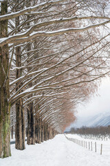 滋賀 メタセコイア並木の雪景色