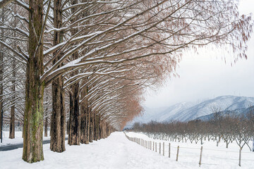 滋賀 メタセコイア並木の雪景色