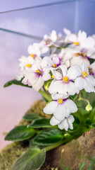 白のセントポーリアの花