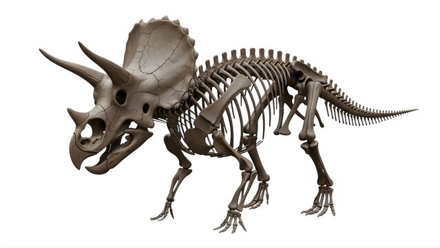 A detailed skeleton of a triceratops dinosaur on transparent background