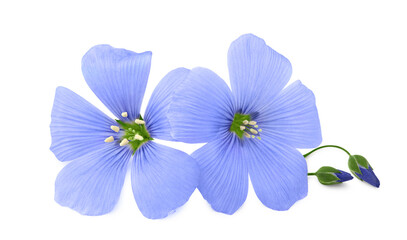 Fototapeta premium flax flower isolated on white background. flaxseed or linseed. Cereals. clipping path