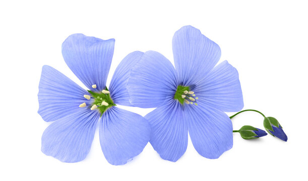 flax flower isolated on white background. flaxseed or linseed. Cereals. clipping path