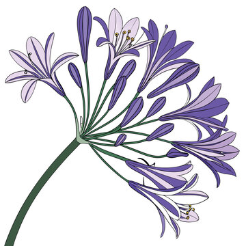 brodiaea california purple colorful on white background