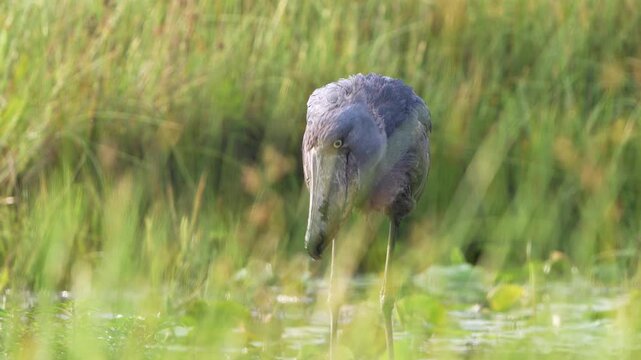 A Shoebill (Balaeniceps rex) successfully hunting and eating in the shallow waters of Mabamba Swamp, Uganda