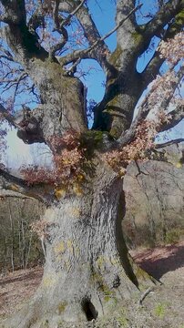 Ancient, gnarled oak trunk