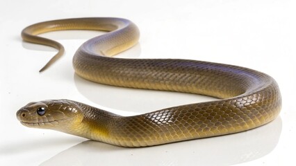Photorealistic studio portrait of a venomous Olive Sea Snake (Aipysurus laevis) isolated on a clean white background.