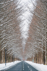 滋賀 メタセコイア並木の雪景色