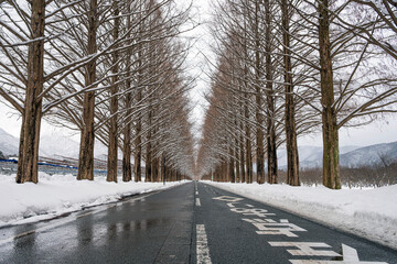 滋賀 メタセコイア並木の雪景色