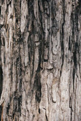 Explore a sun-drenched landscape of dramatic earth pillars and narrow canyons, where centuries of natural erosion have sculpted the soil into rugged works of art.