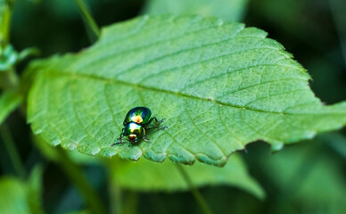 Fototapeta premium Macro shot of small green leaf beetle on veined leaf surface. Shallow depth of field, natural background, copy space. Chrysolina fastuosa. Bavaria