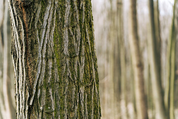 Obraz premium Close-up of tree bark texture in early spring on a blurred natural background