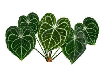Isolated Anthurium Crystallinum Leaves on Transparent Background Keywords: anthurium, crystallinum, leaf, foliage, tropical, exotic, plant, houseplant, isolated, transparency, png, nature, green