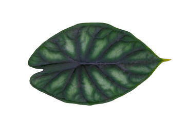 Isolated Alocasia Baginda Dragon Scale Leaf on Transparent Background
