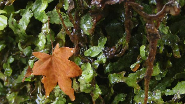 Slo mo water drips down vivid green liverwort, a lone orange maple leaf