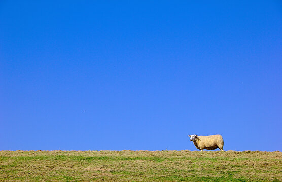 Schaf auf gr&uuml;nem Deich unter strahlend blauem Himmel