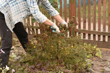 Naklejka premium Woman standing near green plant carefully trimming stems with garden shears. Home gardening, seasonal yard work, natural outdoor setting.