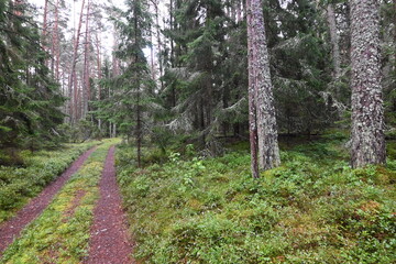 Obraz premium Waldwanderweg in Lettland