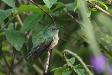 Fototapeta premium Hummingbird, La Fortuna National Park, Costa Rica
