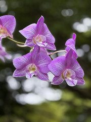 Orchids clinging to a tree, in full bloom, against a softly blurred background, is a natural depiction of epiphytic plants that emphasizes tropical beauty, botanical details.