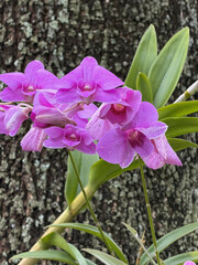 Orchids clinging to a tree, in full bloom, against a softly blurred background, is a natural depiction of epiphytic plants that emphasizes tropical beauty, botanical details.