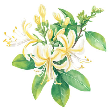 Honeysuckle, realistic watercolor illustration vector, isolated on a white background.