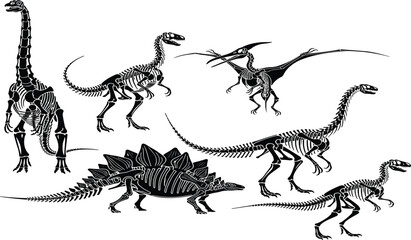Collection of Eight Detailed Dinosaur Skeleton Silhouettes Including Brachiosaurus Stegosaurus Velociraptor Pterodactyl and More Prehistoric Reptile Bones Vector Icons Isolated on White © MdRejaul