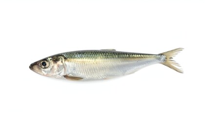 Obraz premium Silver fish with a dark back against a plain white background, lit from above