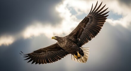Fototapeta premium Soaring eagle against dramatic sky