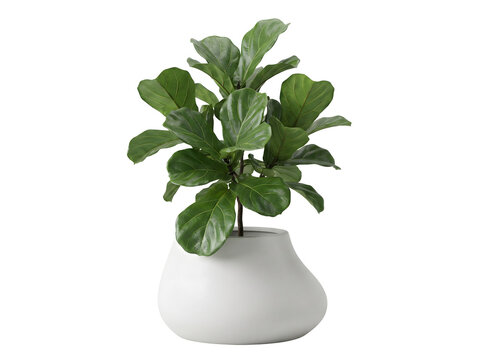 Elegante Geigenfeige (Ficus lyrata) mit gro&szlig;en Bl&auml;ttern