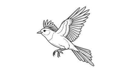 Fototapeta premium Black and white flying bird line art vector illustration with detailed wings on white background